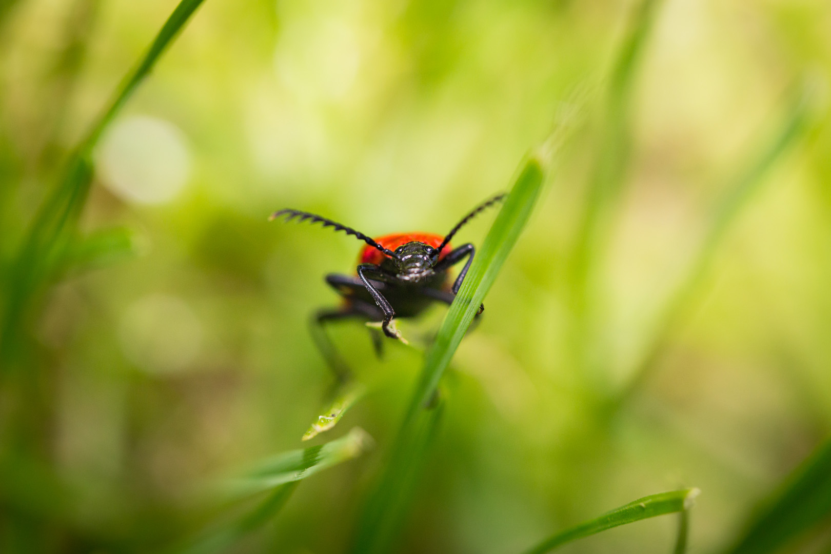 coccinelle