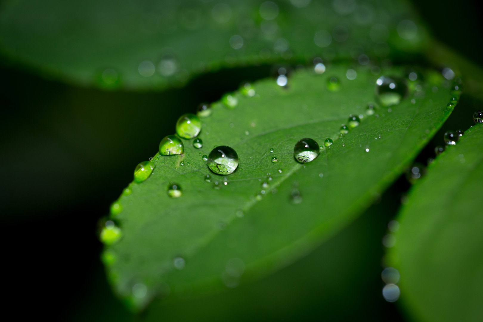 Goutte