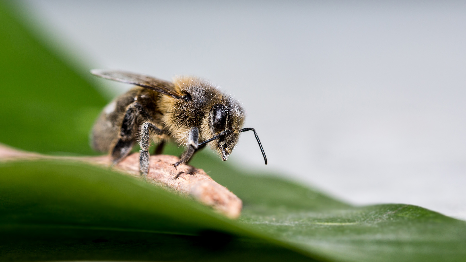 abeille