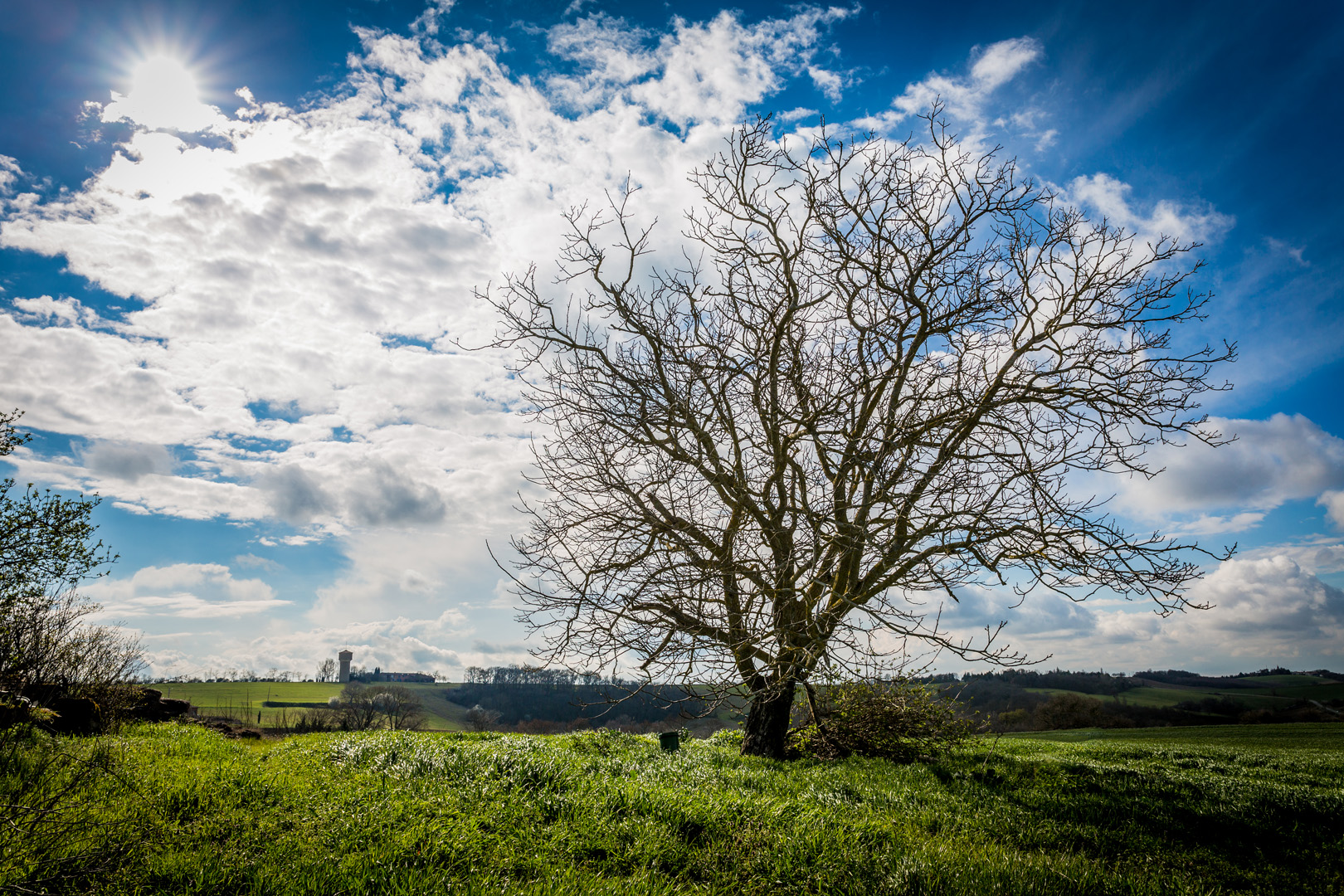 arbre