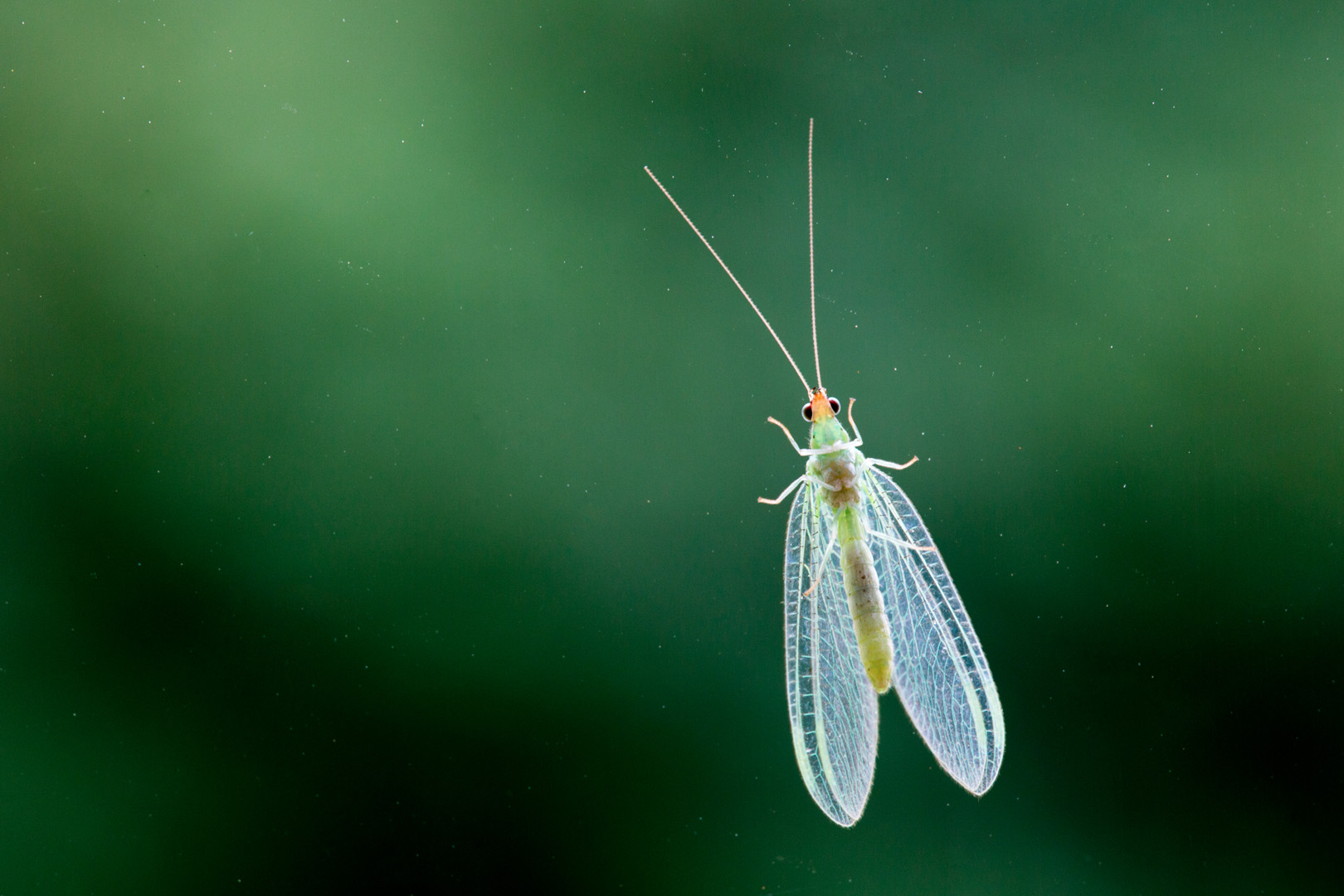 insecte