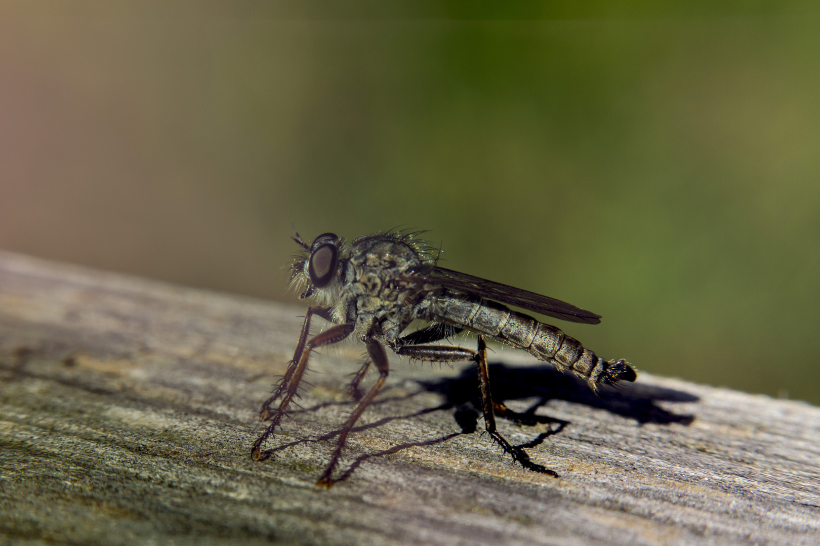 libellule