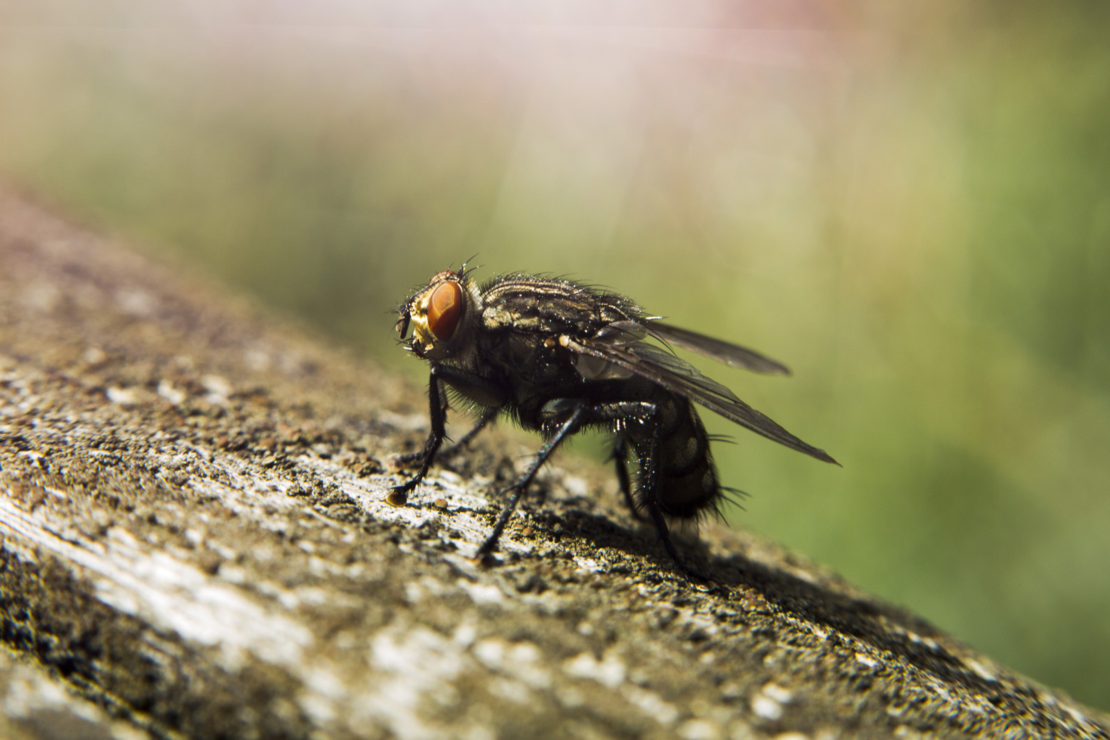 mouche