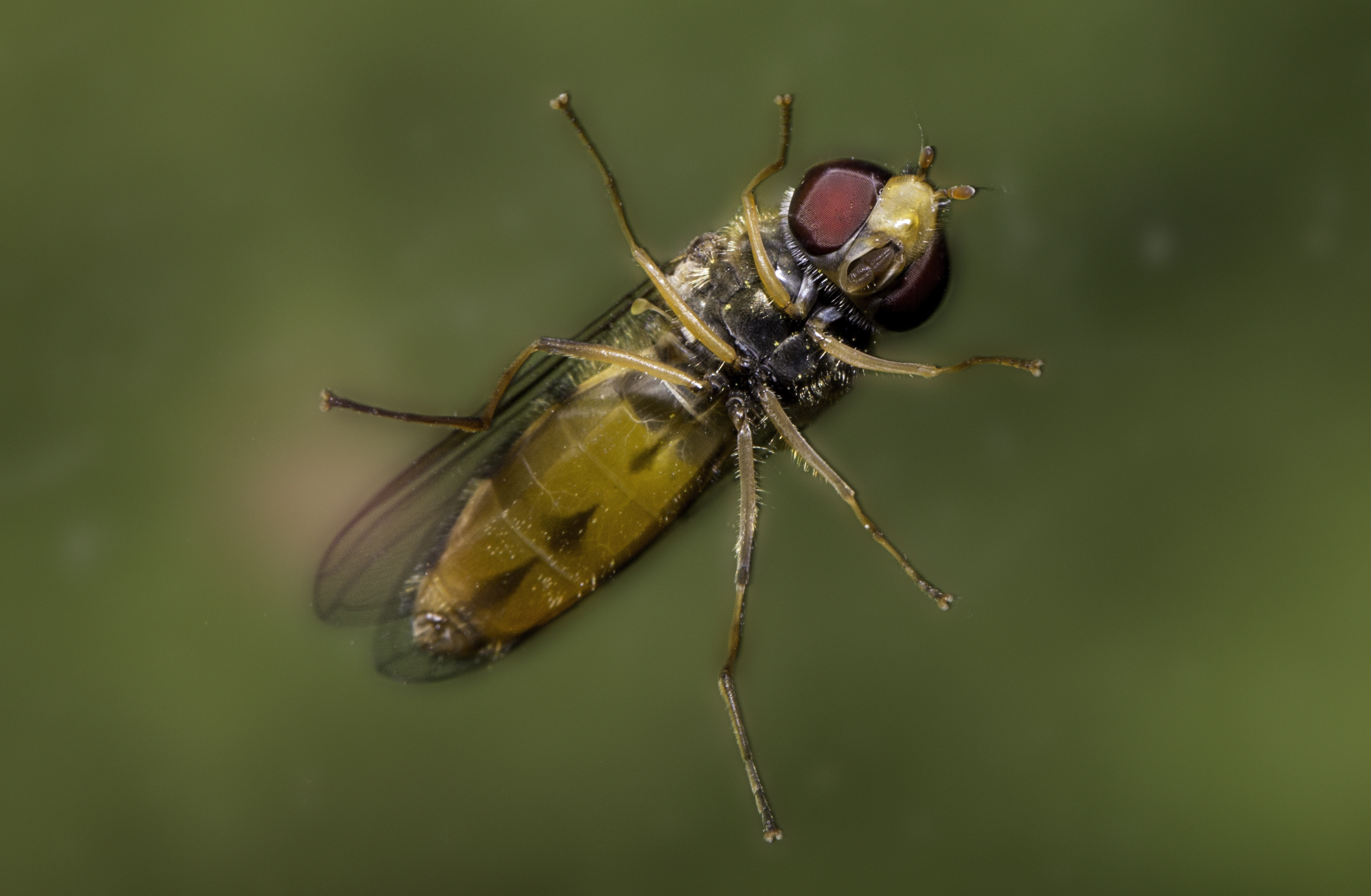 insecte